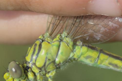 Gomphus simillimus